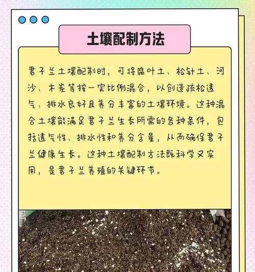 君子兰青苞期养护方法有哪些？