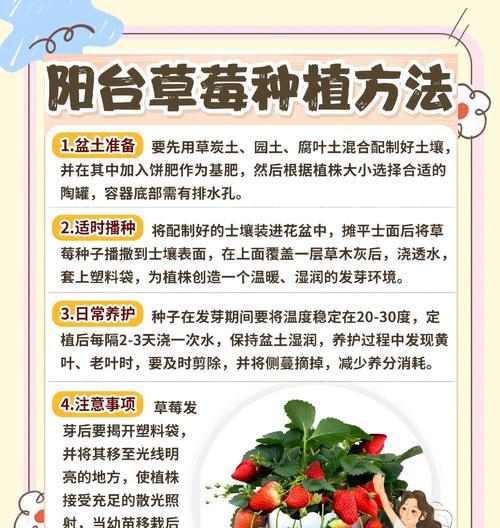无毒草莓栽培技术要点是什么？如何实现无毒栽培？