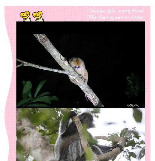 婆罗洲有哪些珍稀野生花卉？