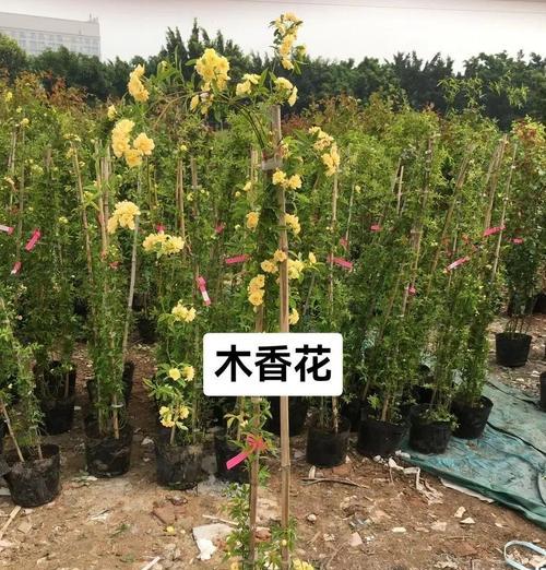 控制木本植物开花的有效方法有哪些？