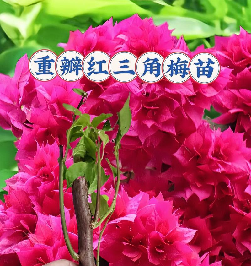 阳台适合种植哪些勤花的三角梅品种？