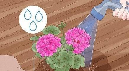 盆栽天竺葵如何正确浇水和护理？