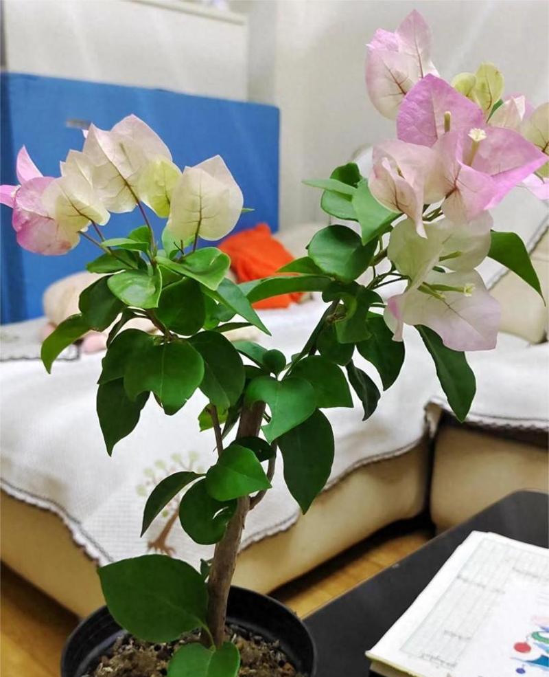 阳台适合种植哪些勤花的三角梅品种？