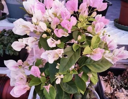 阳台适合种植哪些勤花的三角梅品种？