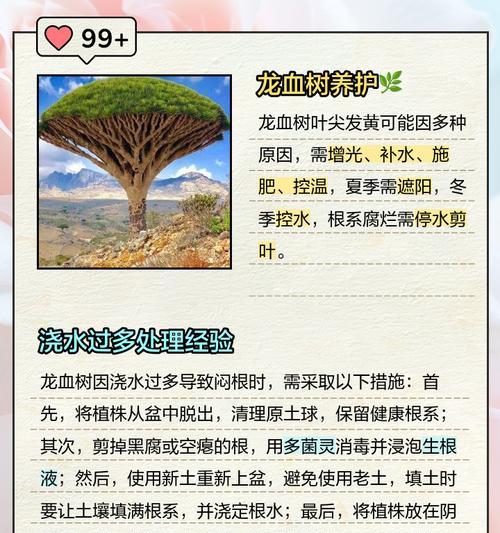树葡萄叶子发黄干枯如何挽救？有哪些有效措施？