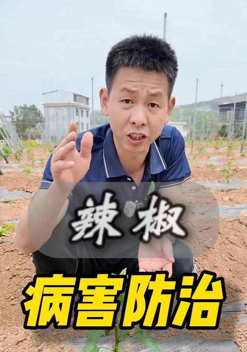辣椒叶子发黄怎么办？如何解决？