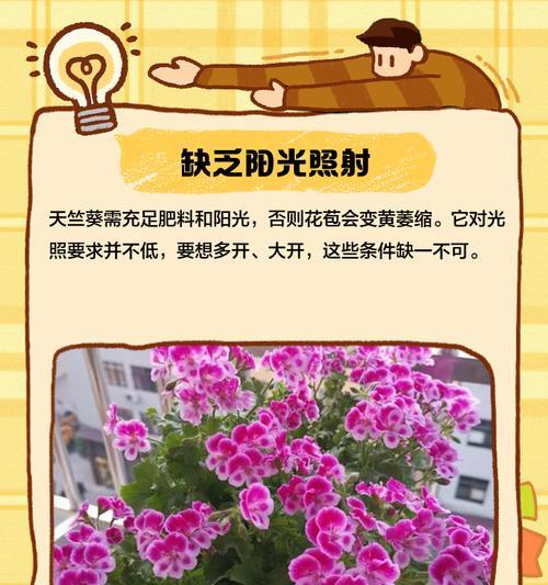 天竺葵出现焦边现象应如何处理？