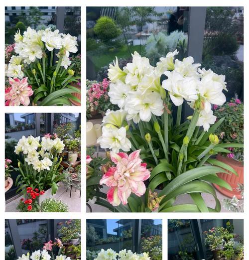 蜂鸟朱顶红价格高的原因是什么？