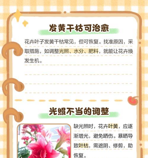 粉龙春天叶子发黄脱落怎么补救？如何恢复其健康？