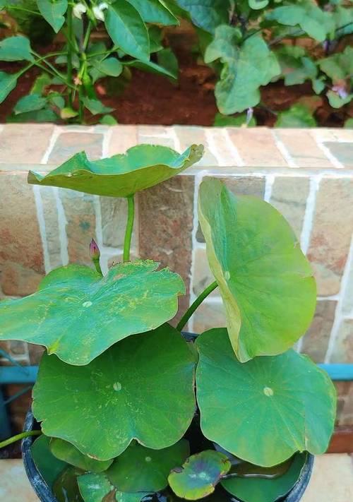 碗莲观赏植物的特点是什么？如何养护碗莲？
