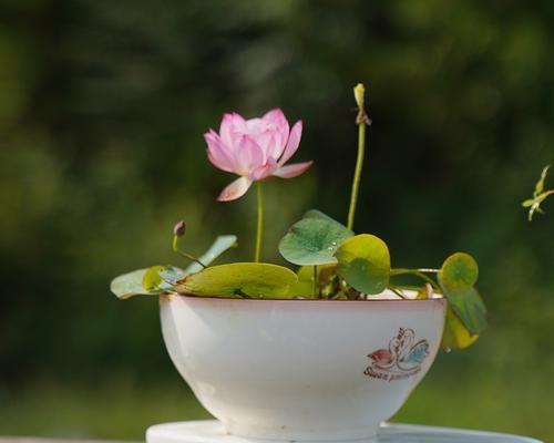 碗莲观赏植物的特点是什么？如何养护碗莲？