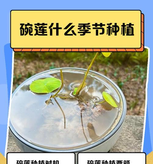 碗莲观赏植物的特点是什么？如何养护碗莲？