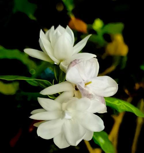 阳台外面飘着的花是什么品种？