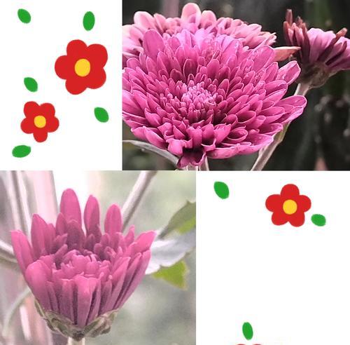 阳台外面飘着的花是什么品种？