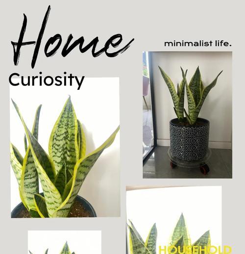 室内高杆木本植物的养护要点是什么？
