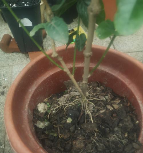 室内高杆木本植物的养护要点是什么？