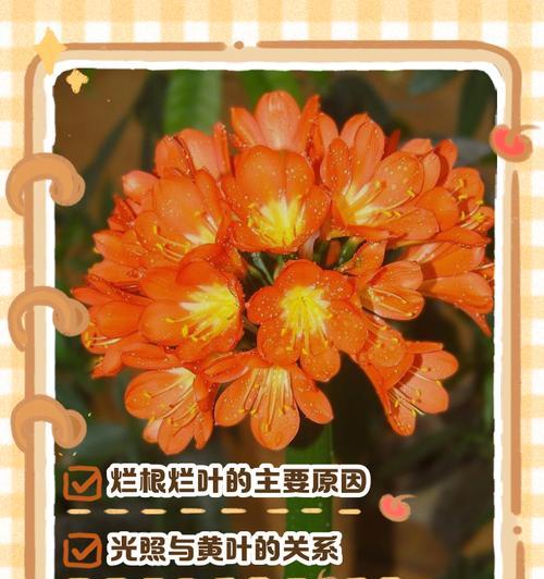 君子兰根腐病的可能原因有哪些？