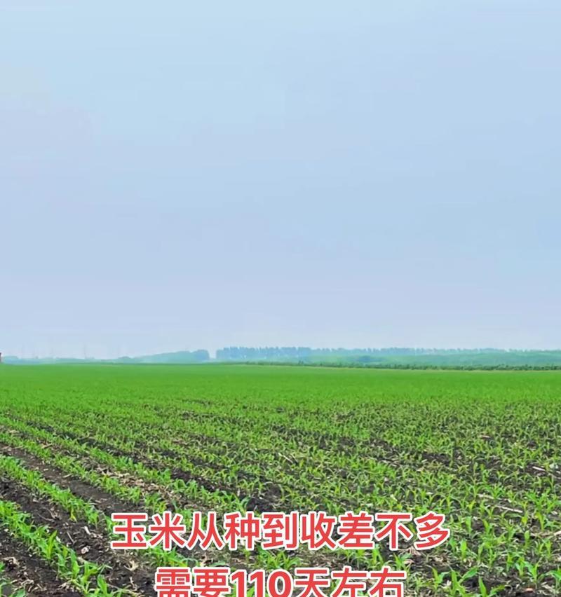 玉米播种时应避免哪些作物？