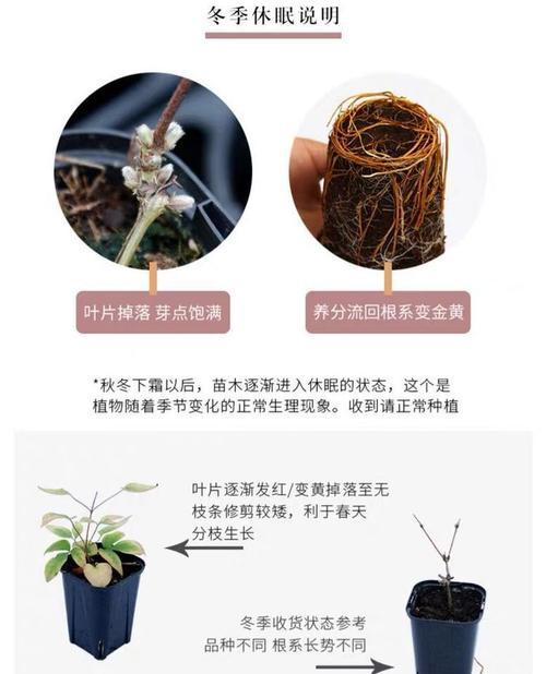 根系铁线莲的正确养护方法是什么？