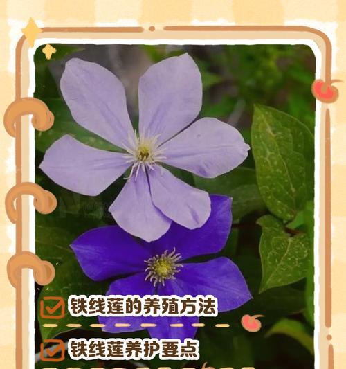 根系铁线莲的正确养护方法是什么？