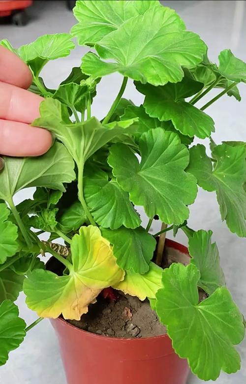天竺葵白飞溅叶子变黄怎么办？如何处理天竺葵的黄叶问题？