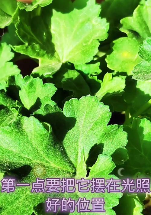 天竺葵白飞溅叶子变黄怎么办？如何处理天竺葵的黄叶问题？