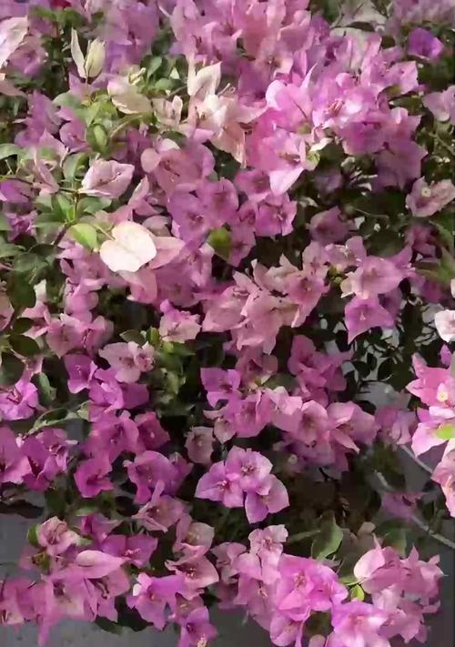 天竺葵白飞溅叶子变黄怎么办？如何处理天竺葵的黄叶问题？
