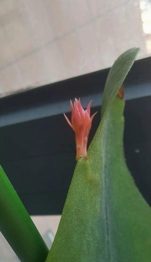 昙花叶子发黄的原因是什么？