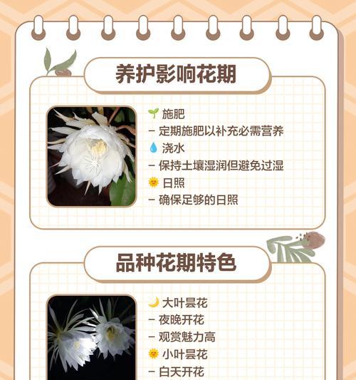 昙花叶子发黄的原因是什么？