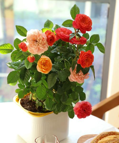 如何使月季花又多又大？