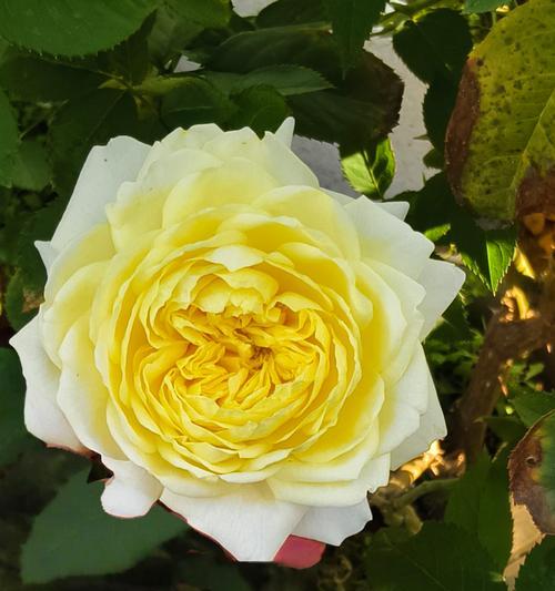 如何使月季花又多又大？