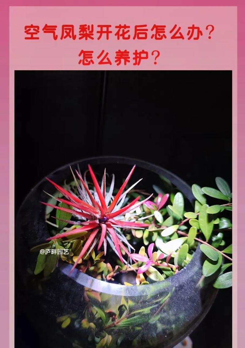 马木观赏植物的种类有哪些？