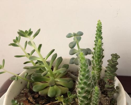 马木观赏植物的种类有哪些？