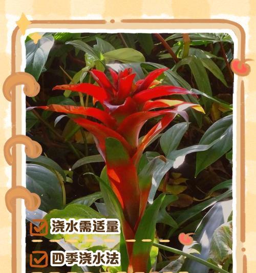 千年树浇水的正确方法是什么？如何科学地给千年树浇水？