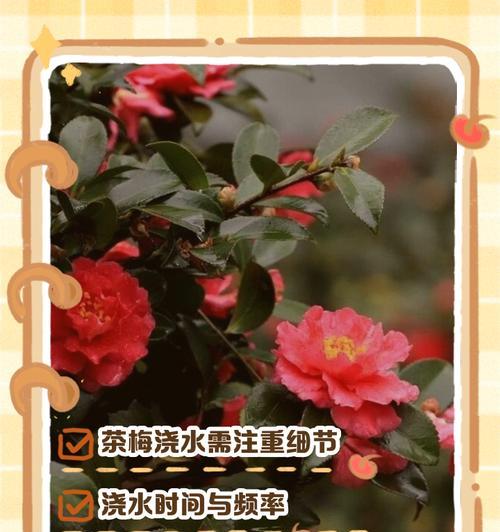 千年树浇水的正确方法是什么？如何科学地给千年树浇水？