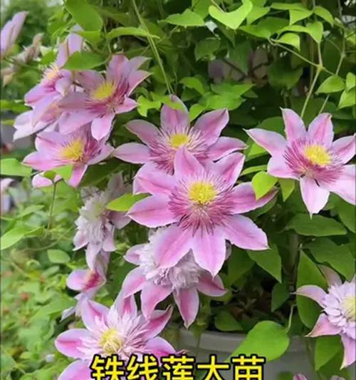 铁线莲大苗全部开花吗怎么养？如何促进铁线莲大苗的开花？