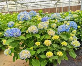 家阳台适合种植哪些抗寒花卉？
