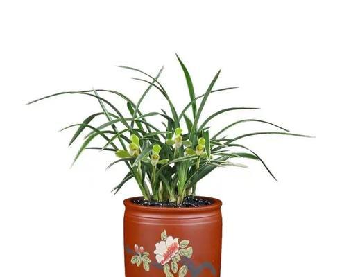 盆栽兰科植物肥料推荐？哪种更适合？