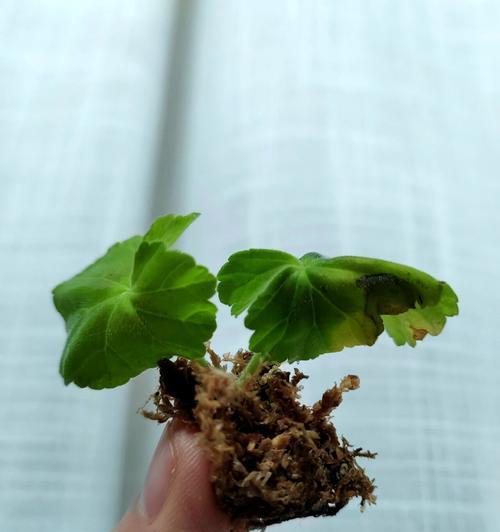 天竺葵不长侧芽的原因是什么？