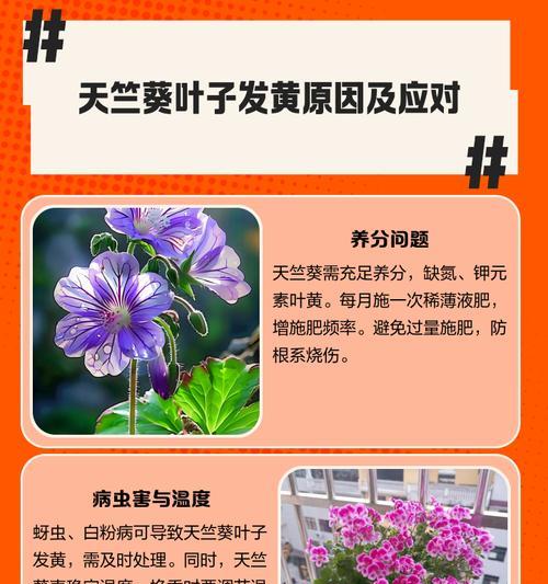 天竺葵不长侧芽的原因是什么？
