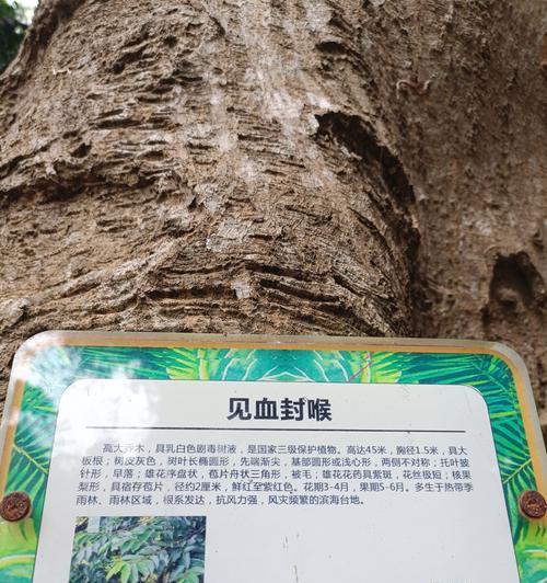 海南儋州适合种植哪些观赏植物？