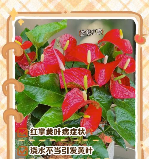 水培莲花叶子发黄干枯的处理方法是什么？