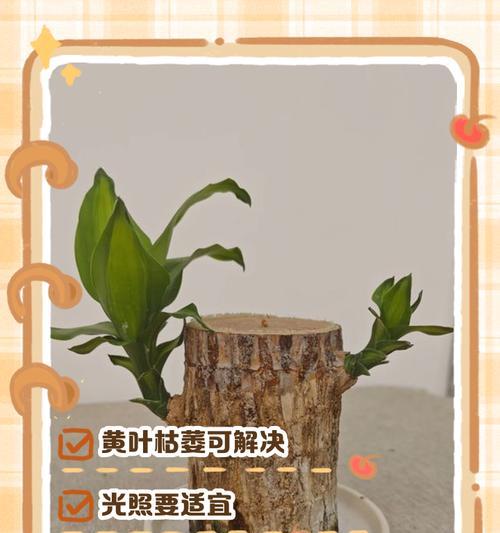 水培莲花叶子发黄干枯的处理方法是什么？