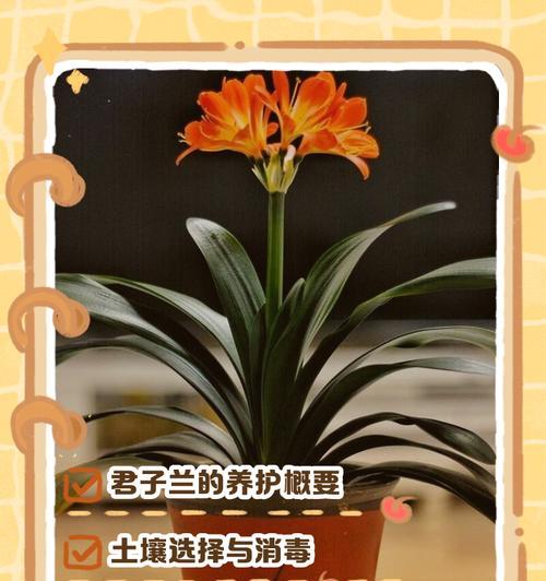 毛茸茸的君子兰养护方法是什么？