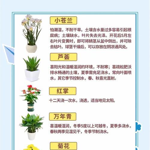 毛茸茸的君子兰养护方法是什么？