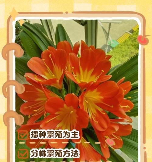 毛茸茸的君子兰养护方法是什么？