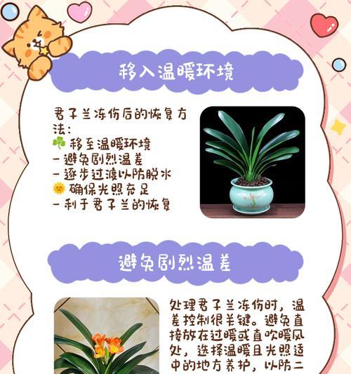 君子兰虫害的处理方法是什么？