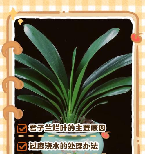 君子兰虫害的处理方法是什么？