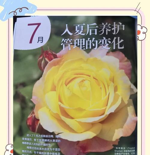 如何判断月季浇水是否充足？