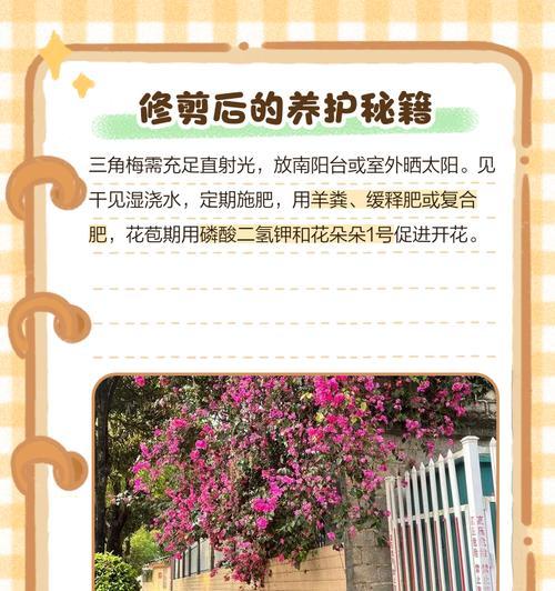 新疆低湿度环境下三角梅的养护技巧？